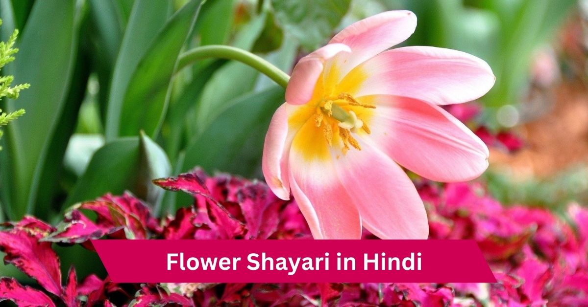 Flower Shayari
